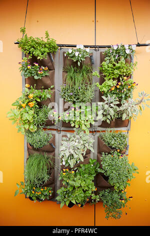 Les herbes dans mur suspendu le semoir sur balcon Banque D'Images