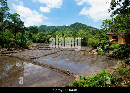 Sri Lanka, province de Sabaragamuwa, Ratnapura, Kudawa, vue du champ inondé Banque D'Images