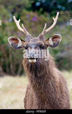 Le Sri Lanka, la Province d'Uva, Nuwara Eliya, Parc National de Horton Plains, Sambar Deer (Cervus unicolo), close-up Banque D'Images