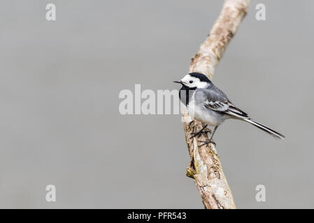 Une bergeronnette printanière (Motacilla alba blanc) est assis sur une branche d'un arbre à l'Oostvaardersplassen aux Pays-Bas. Banque D'Images