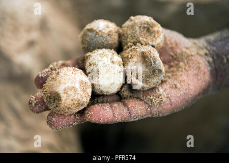 Sri Lanka, Province du Sud, Rekawa Beach, man holding pommes de bois recouvert de sable Banque D'Images
