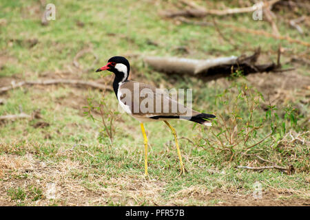 Sri Lanka, Province du Sud, le Parc National de Bundala, Tissamaharama, oiseau Banque D'Images