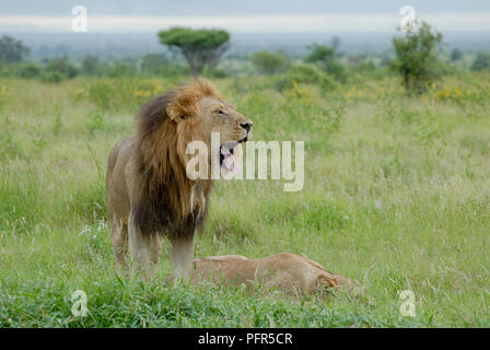 Lion mâle avec grande mane debout dans l'herbe de la savane verdoyante de bâiller avec bouche ouverte montrant les dents et langue Banque D'Images