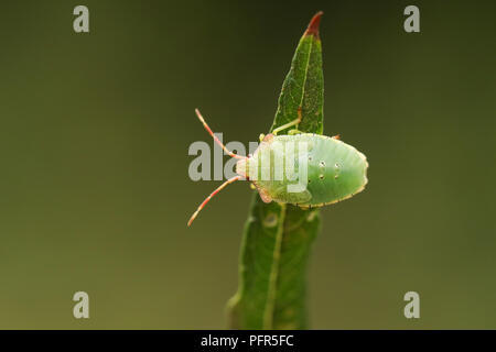 Un joli Hawthorn Shieldbug juvénile (Acanthosoma haemorrhoidale ) de la famille Acanthosomatidae perché sur une feuille de saule. Banque D'Images