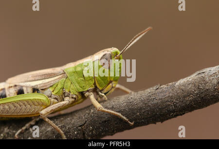 Une tête d'une jolie Prairie sauterelle (Chorthippus parallelus) perché sur une branche. Banque D'Images