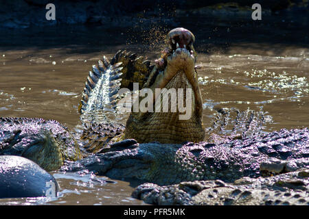 Gros crocodiles fête à partir de la demeure d'un hippopotame. Chaque grand crocodile avale des morceaux de viande, massive et cacher leurs super os qui l'efficacité Banque D'Images