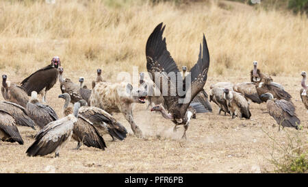 Le dirigeant d'une hyène chasse les vautours loin de la demeure d'un kill. Dans le Masai Mara, Kenya. Banque D'Images