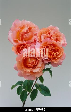 Rosa couleur pêche 'Cherry Brandy' (cerises à l'eau de rose), close-up Banque D'Images