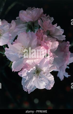 Hokusai 'Prunus' (Japanese flowering cherry), grappe de fleurs blanches semi-doubles avec rose Banque D'Images
