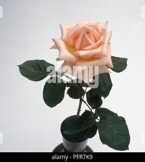 Rose rose pâle Banque D'Images