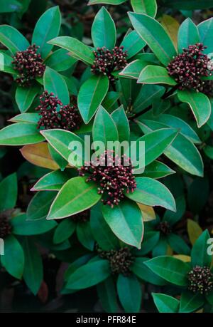 Feuilles et fleurs de Skimmia japonica 'Chevalier de bronze', close-up Banque D'Images