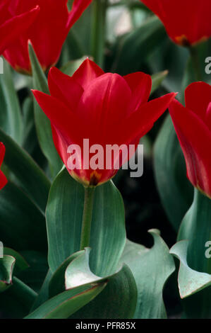 Les feuilles et les fleurs rouges de Tulipa 'Mmoi Lefeber' (Tulip) Banque D'Images