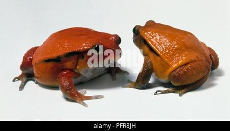 Paire de Dyscophus sp. (Tomate grenouilles) Banque D'Images