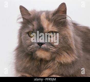 Persan Bleu Creme Chat Domestique Des Profils Dans L Arbre Photo Stock Alamy