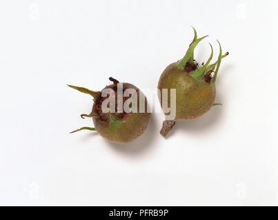 Mespilus germanica 'Nottingham' (Common Medlar) fruit vert, montrant des signes de destruction de la lutte antiparasitaire Banque D'Images