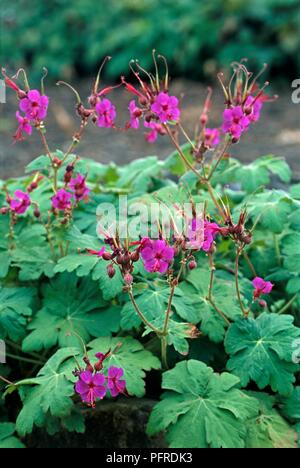 Geranium macrorrhizum 'Czakor', feuilles et fleurs violettes Banque D'Images