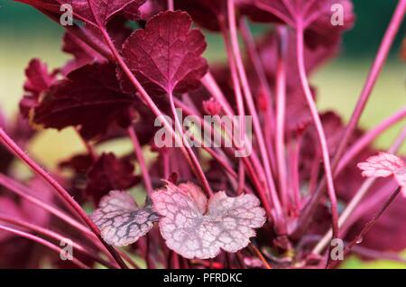 Heuchera 'Plum Pudding", feuilles rouges, close-up Banque D'Images