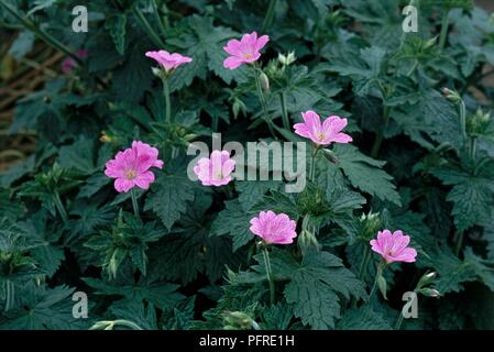 Geranium x oxonianum 'Claridge Druce' avec des fleurs et feuilles rose foncé Banque D'Images