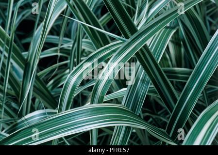 Miscanthus sinensis var. condensatus 'Cosmopolitan', herbe vivace avec grandes feuilles vertes bordées de blanc-crème, close-up Banque D'Images