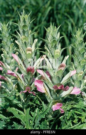 Acanthus dioscoridis var. perringii, flowerhead, close-up Banque D'Images