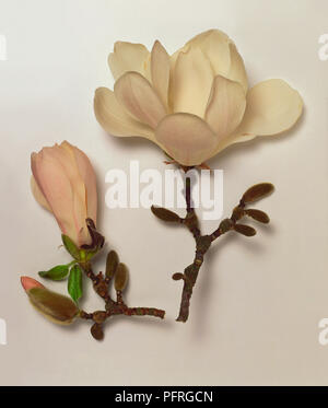 Magnolia x loebneri 'Merrill', deux fleurs blanches sur les tiges Banque D'Images