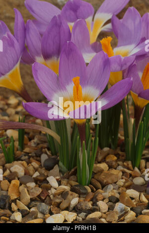 Violet, blanc et jaune fleurs de crocus sieberi subsp. sublimis f. 'Tricolor' croissant dans le gravier, close-up Banque D'Images