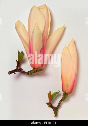 Magnolia 'Heaven Scent', les tiges à fleurs rose crème Banque D'Images