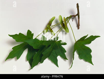 Acer miyabei (Miyabe Miyabe érable, l'érable), la direction ou la section de la tige feuilles lobées palmately montrant et fruits à ailes vertes Banque D'Images