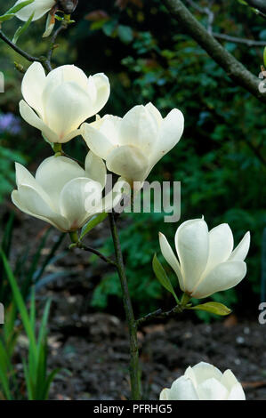 Magnolia x soulangeana 'Lennei Alba' avec des fleurs blanches Banque D'Images