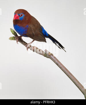 Purple Grenadier (Uraeginthus mâle ianthinogaster) perché sur la branche fine, close-up Banque D'Images