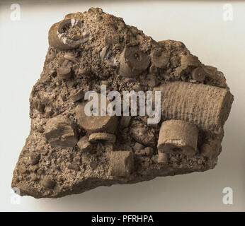 Les segments de tige fossilisée d Actinocrinites parkinsoni (Mer Lily) dans un morceau de calcaire à crinoïdes. Début du Carbonifère Banque D'Images
