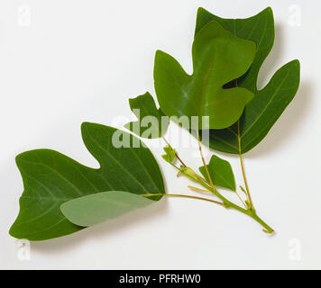 Liriodendron chinense (tulipier chinois), de la tige avec des feuilles Banque D'Images