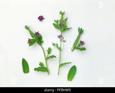 Legousia hybrida (Vénus's looking glass), les tiges avec des feuilles et fleurs violet-rose Banque D'Images