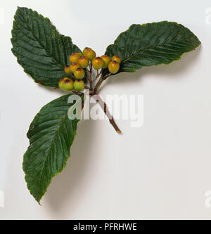 Sorbus vestita (Quercus palustris himalayen), tige avec trois feuilles et fruits Banque D'Images