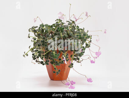 Streptocarpus saxorum (CAP), Primrose dans un pot Banque D'Images