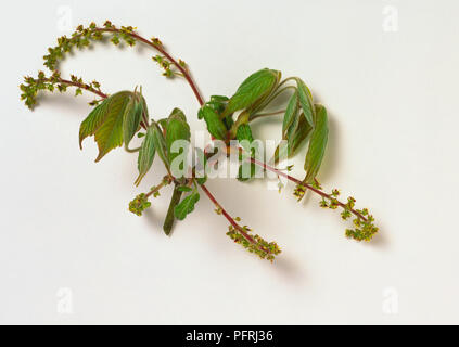 Acer henryi (Henry), d'érable ou de la direction de la tige de la pointe des feuilles et le dépliage immatures de pointes effilées pendaison de minuscules fleurs vertes Banque D'Images