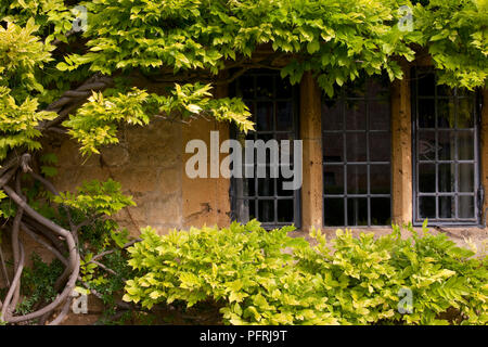 La Grande-Bretagne, l'Angleterre, Gloucestershire, Chipping Campden, fenêtre au plomb tudor cottage de plus en plus de glycine sur mur Banque D'Images