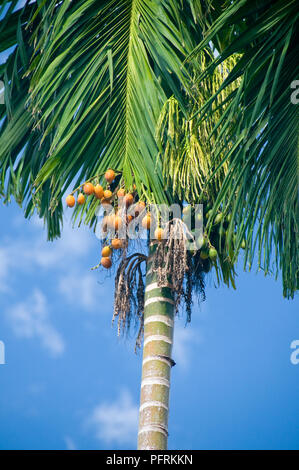 La Thaïlande, Areca catechu palmier d'arec (ARECA) portant des écrous (également connu sous le nom de noix de bétel) Banque D'Images