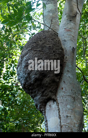 US Virgin Islands, St John Reef National Park, Bay Trail, termitière sur tronc d'arbre Banque D'Images