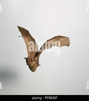 L'Epauletted Franquet (Epomops franqueti Fruit Bat) en vol, vue de face Banque D'Images