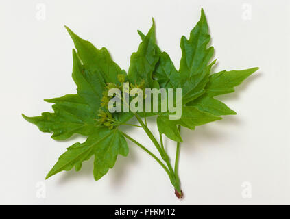 Acer miyabei (Miyabe Miyabe érable, l'érable), et la pointe des feuilles vert frais de roulement et vert clair fleurs de printemps Banque D'Images