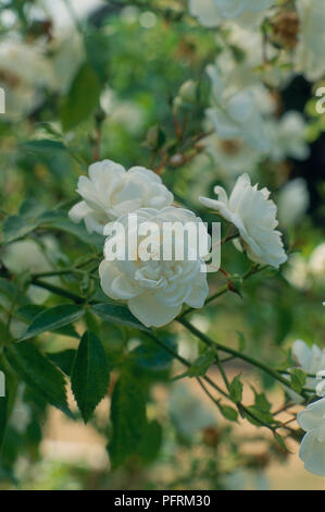 Rosa 'Sander's White Rambler" (Rambling rose), fleurs blanches sur l'arbuste, close-up Banque D'Images