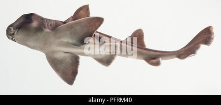 Port Jackson Heterodontus portusjacksoni (Requin) vue d'en bas dans l'eau Banque D'Images