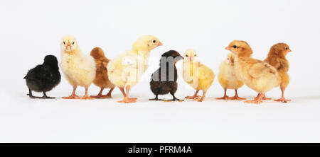 Jaune, brun et noir bébé Poulet (Gallus gallus) standing in a row Banque D'Images