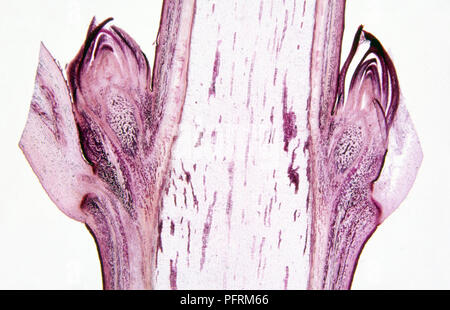 Micrograph, section longitudinale par tige dicotylédone ligneuse Banque D'Images