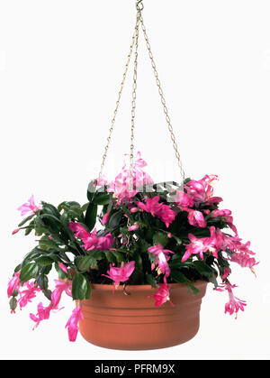 Hanging Basket contenant Schlumbergera sp. (Cactus de Noël) Banque D'Images