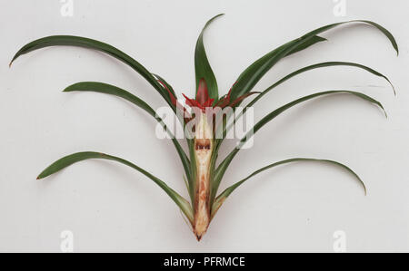 La section longitudinale au moyen de plantes épiphytes, Broméliacées Guzmania lingulata (Scarlet star) Banque D'Images