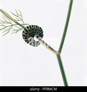 Black Papilio polyxenes papillon) se nourrissant de Caterpillar tige, close-up Banque D'Images