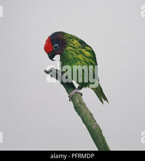 Vue latérale d'un lorikeet de Goldie. Banque D'Images