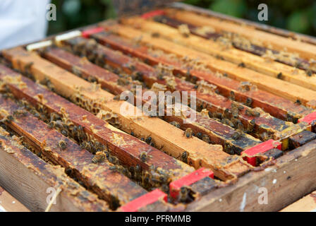 Les abeilles du miel sortant de ruche, close-up Banque D'Images